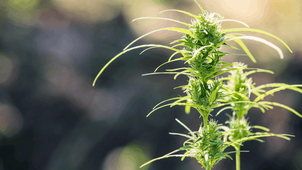 Cannabis May Be Linked To Oral Health Problems: Research Revealed Cover Image